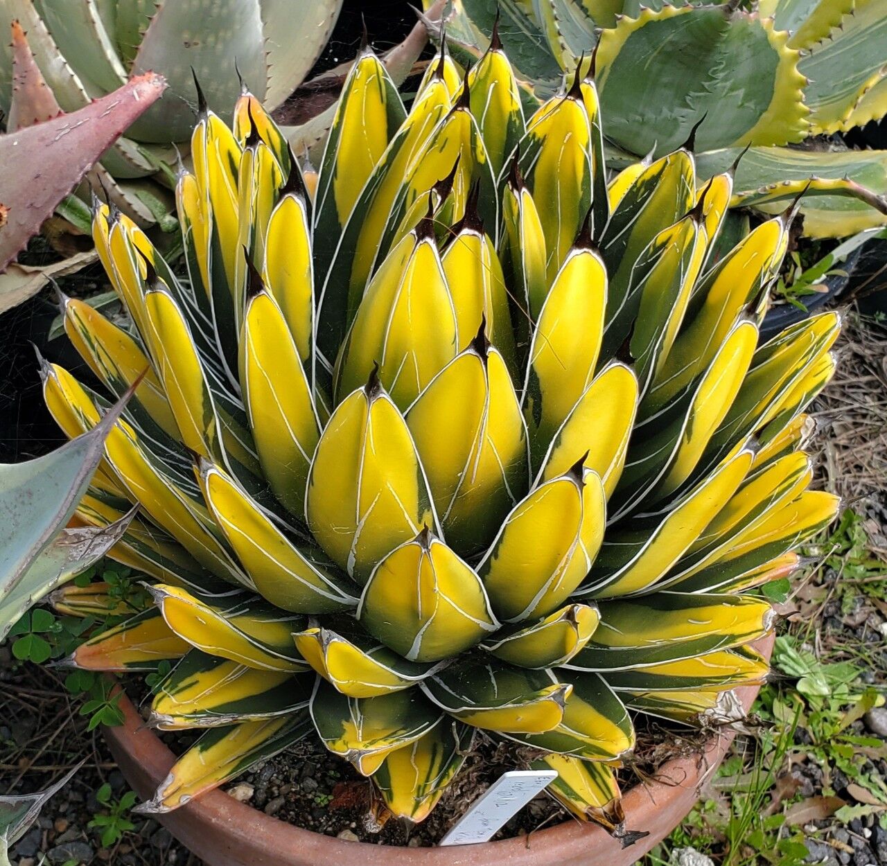 The Agave victoriae-reginae 'Sun King' is a rare and distinguished