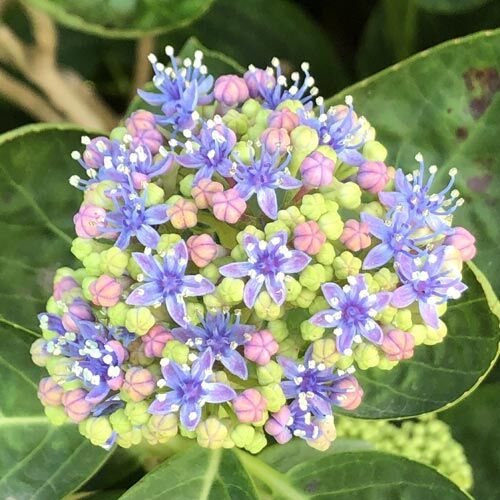 Hydrange fireworks Christmas rose hortensia