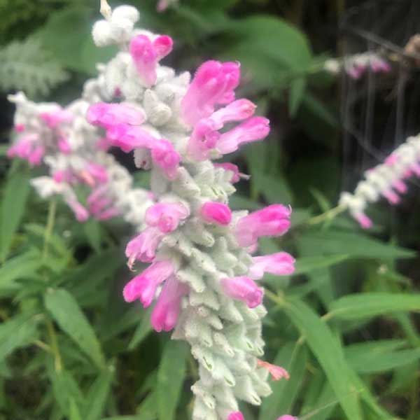 Danielles Dream salvia leucantha
