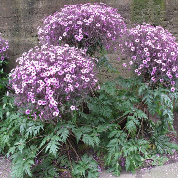 Geranium Maderense. Madeira Cranesbill or Giant Herb Robert. For sale in South Africa. Couriered nationwide.
