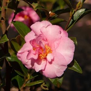 Camellia sasanqua Jennifer Susan