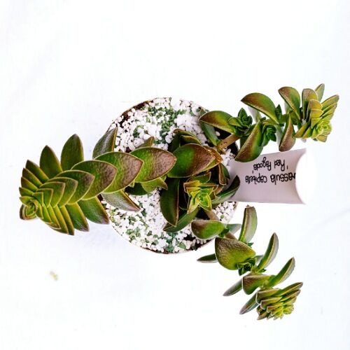 Crassula capitella 'Red Pagoda'