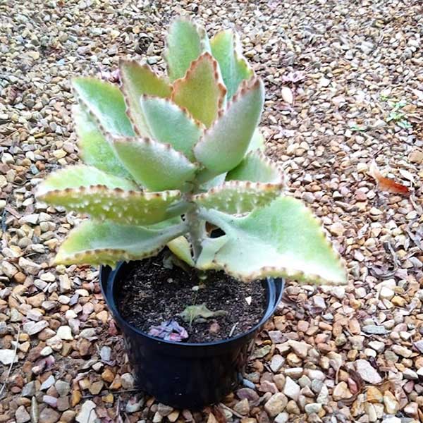 Kalanchoe beharensis ‘Fang’