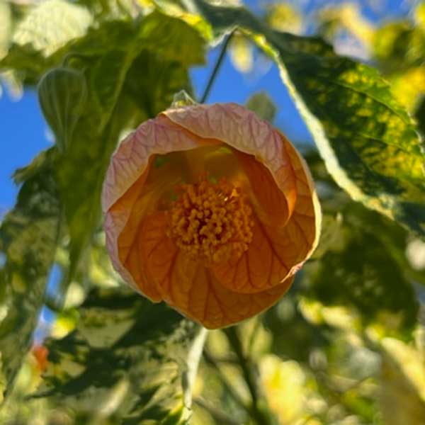 variegated abutilon orange flowers