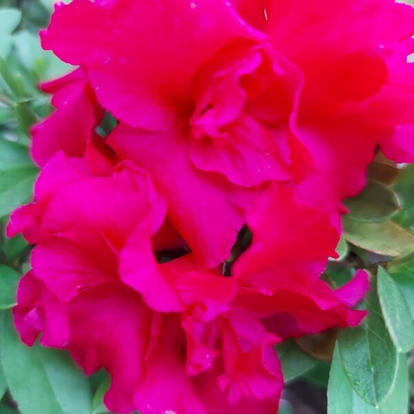 Azalea 'Noordlicht'