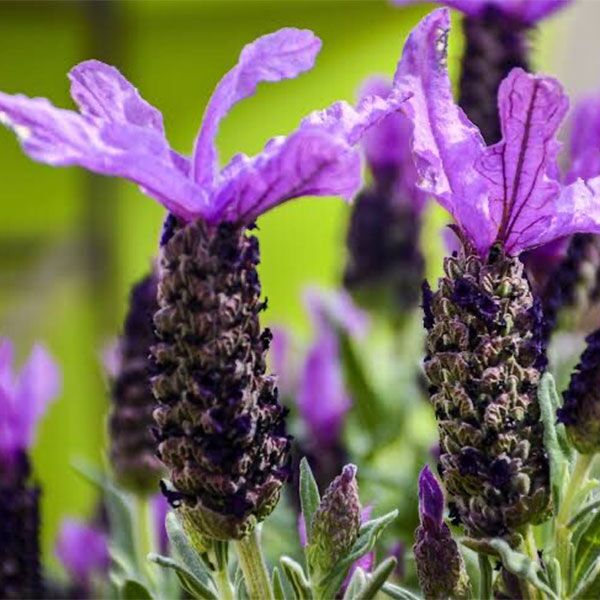 Lavender dentata Royal Crown