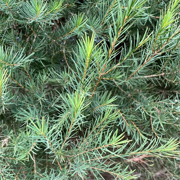 Melaleuca alternifolia Tea Tree plant for sale online couriered nationwide South Africa