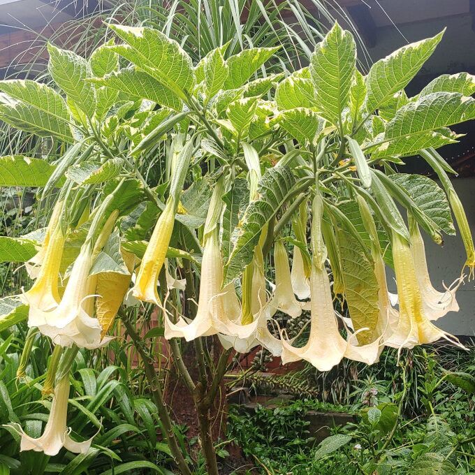 Brugmansia Angel Maya for sale online in South Africa