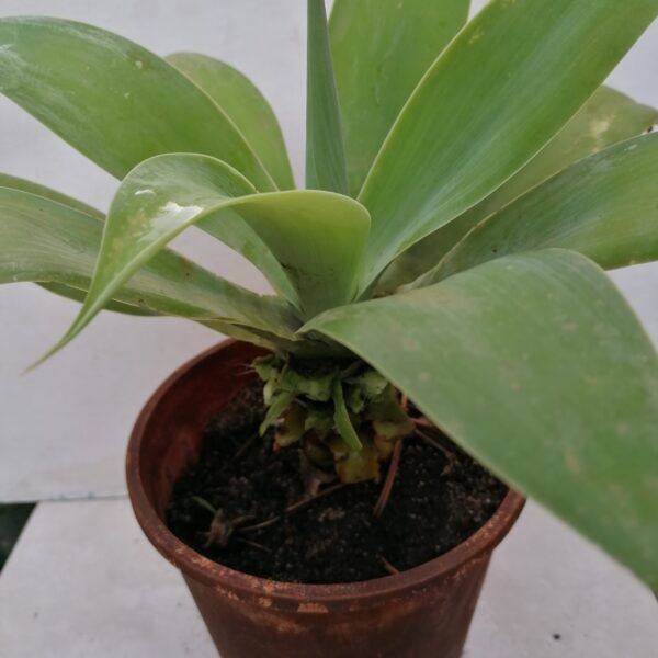 Agave attenuata South Africa