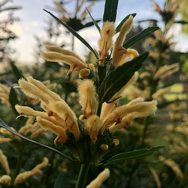 Leonotis leonurus peach. For sale in South Africa. Couriered nationwide.