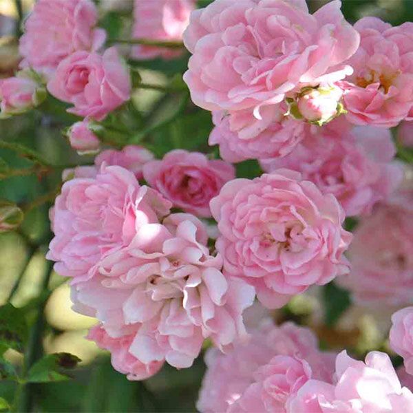 Pink banksia rose for sale online South Africa couriered nationwide