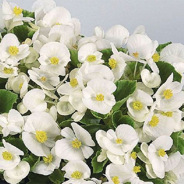 Begonia Eris white. For sale online South Africa, couriered nationwide