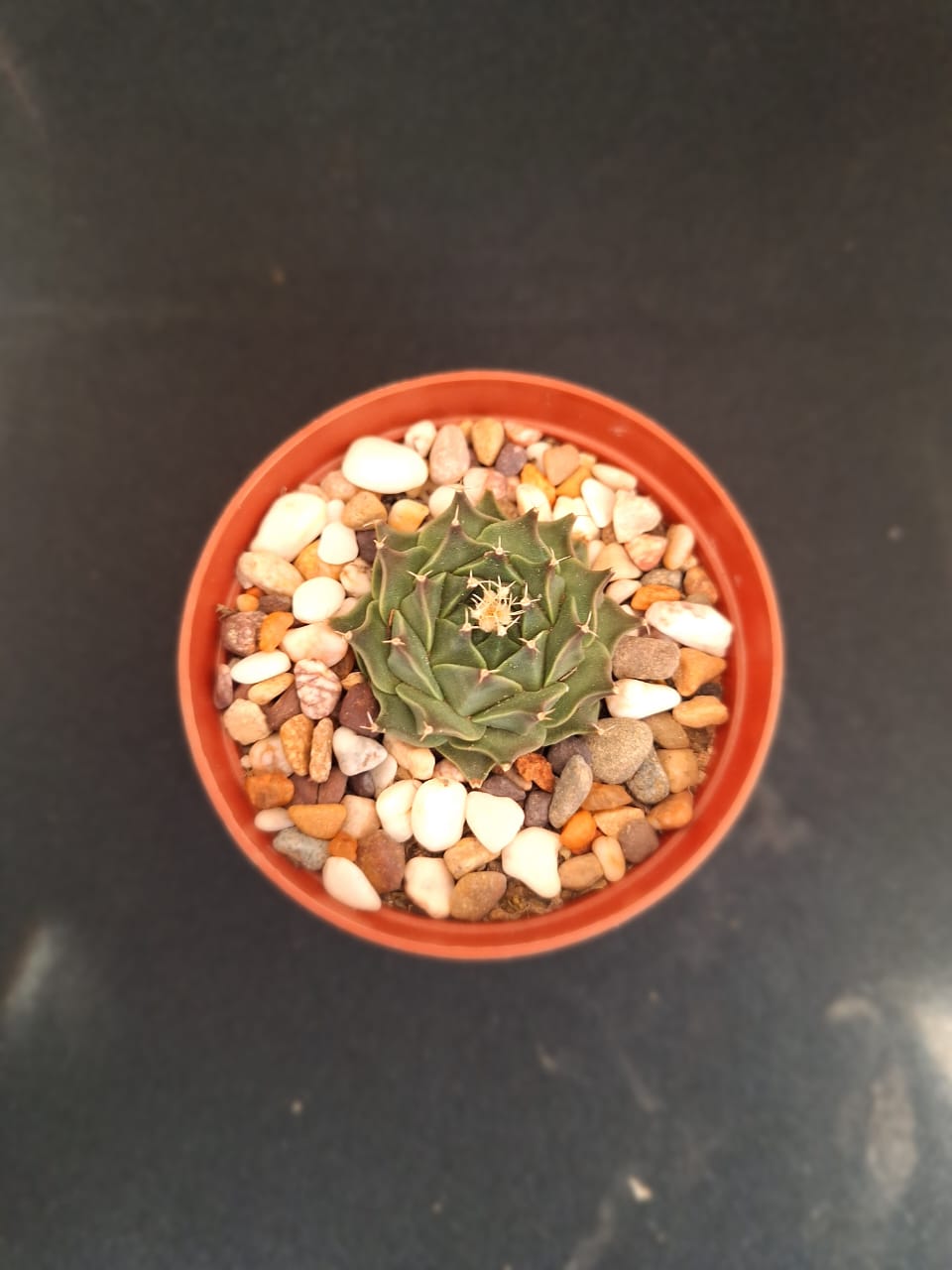 Obregonia Denegrii - Image 2