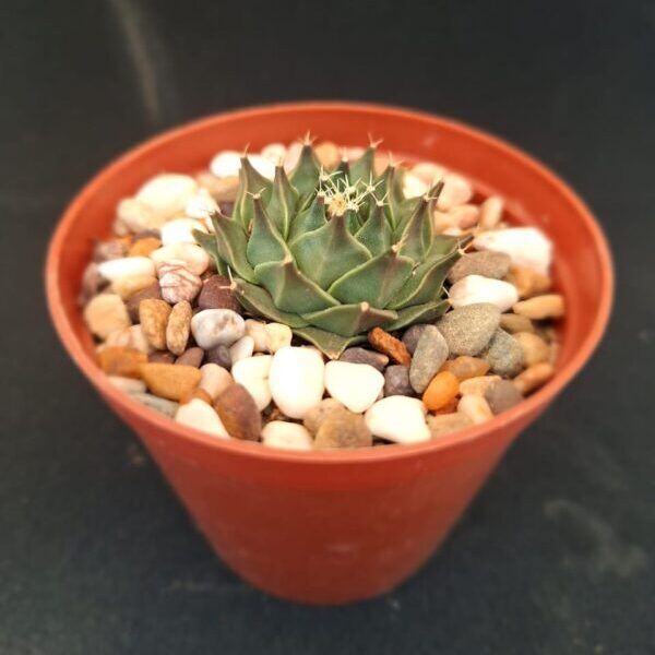 Obregonia Denegrii for sale online South Africa