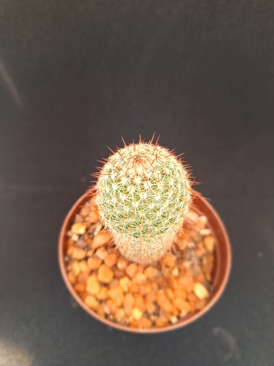 Mammillaria spinosissima - Image 2