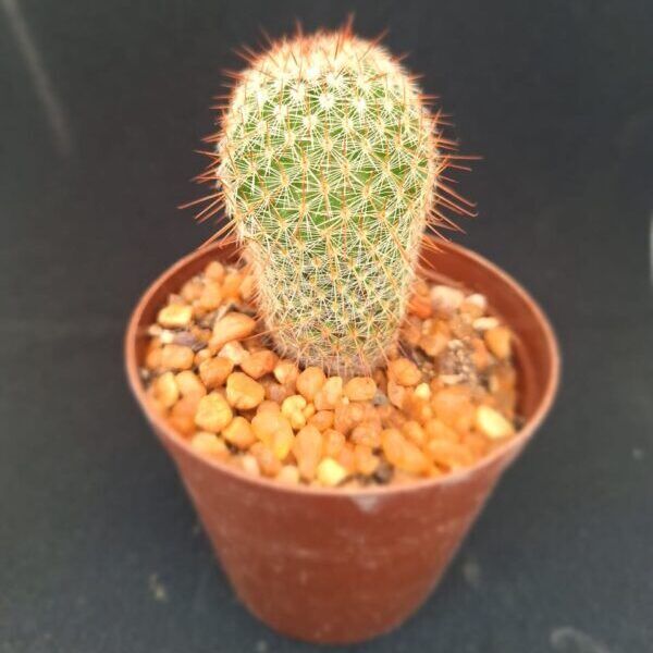 Mammillaria spinosissima