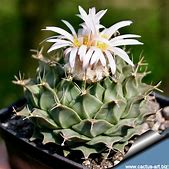 Obregonia Denegrii - Image 3