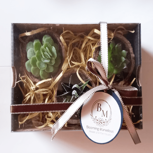 horti 3 succulent gift box