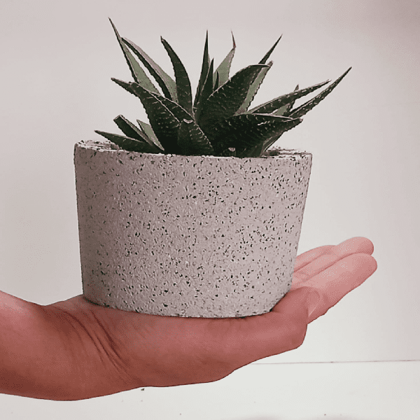 Small, white cement pot with succulent, ideal for desks, shelves or as a charming token of appreciation gift.