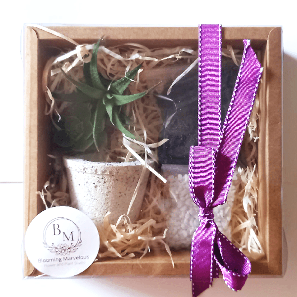 horti diy plant up box