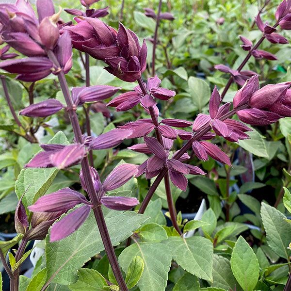 Salvia Love & Wishes. For sale online South Africa, couriered nationwide