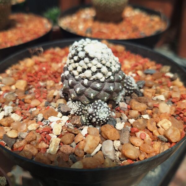 Copiapoa Tenuissima - Image 2