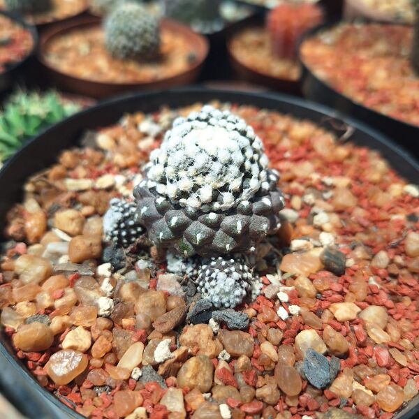 Copiapoa Tenuissima