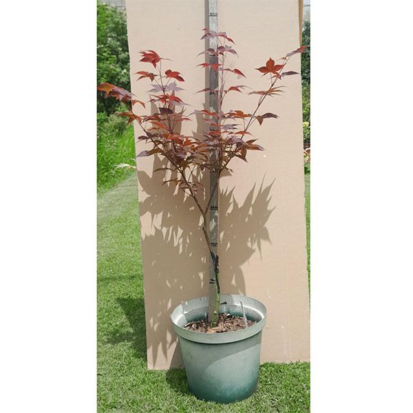 Japanese Acer G1 for sale in South Africa Keurbos