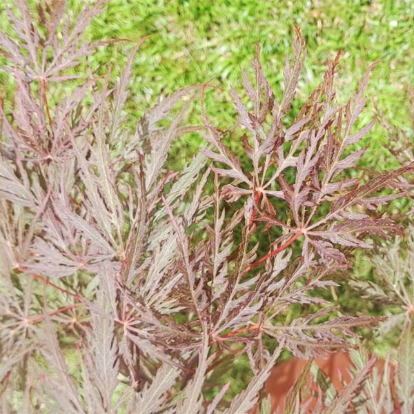 Japanese Acer T2 for sale in South Africa Keurbos