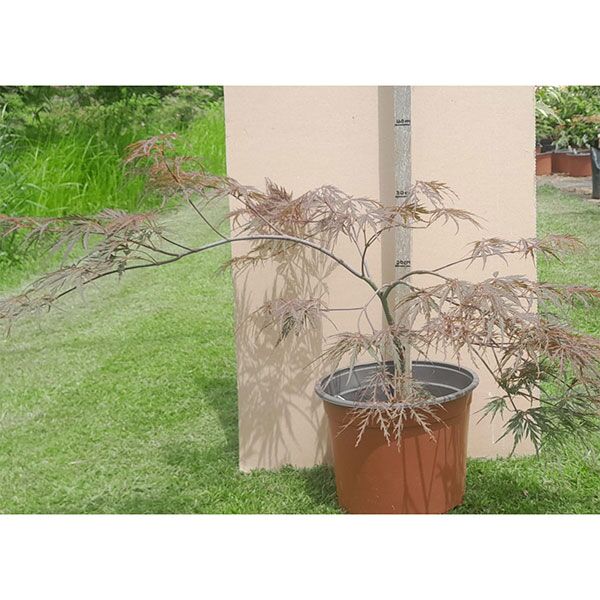 Japanese Acer T2 for sale in South Africa Keurbos