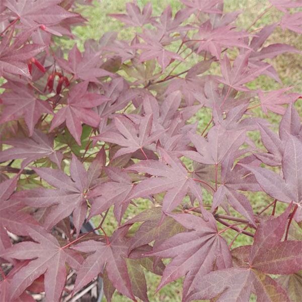Japanese Acer Atropurpureum for sale in South Africa Keurbos