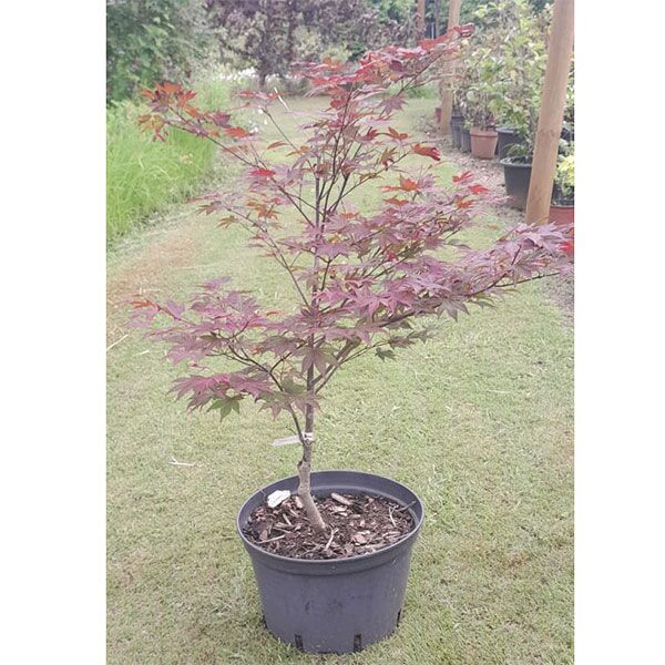 Japanese Acer Atropurpureum for sale in South Africa Keurbos