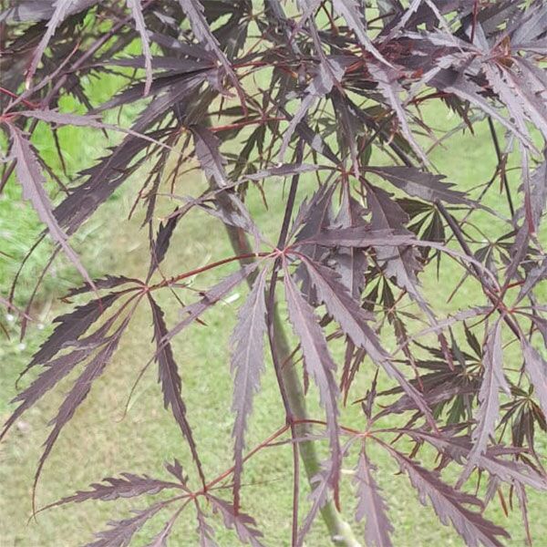 Japanese Acer Copper for sale in South Africa Keurbos