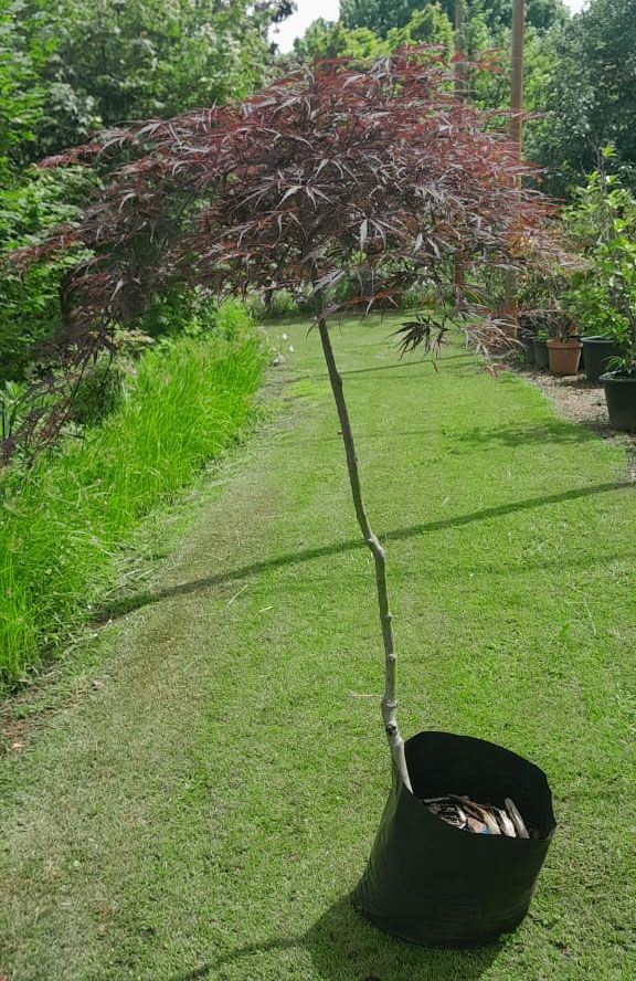 Japanese Acer Copper for sale in South Africa Keurbos