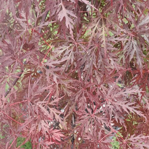 Japanese Acer Copper Weeping tree for sale in South Africa Keurbos