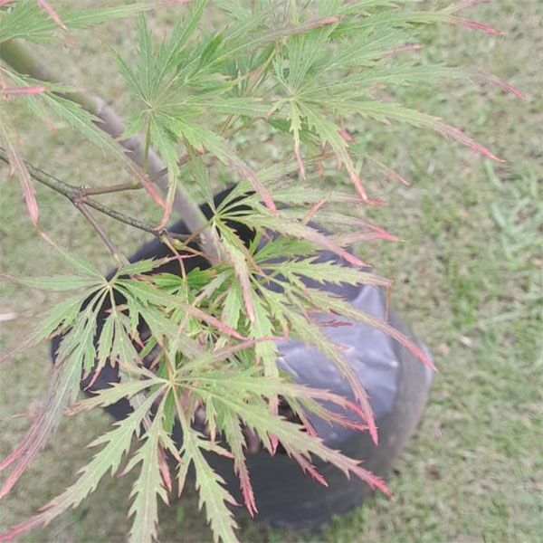 Japanese Acer Green Dissectum for sale in South Africa Keurbos