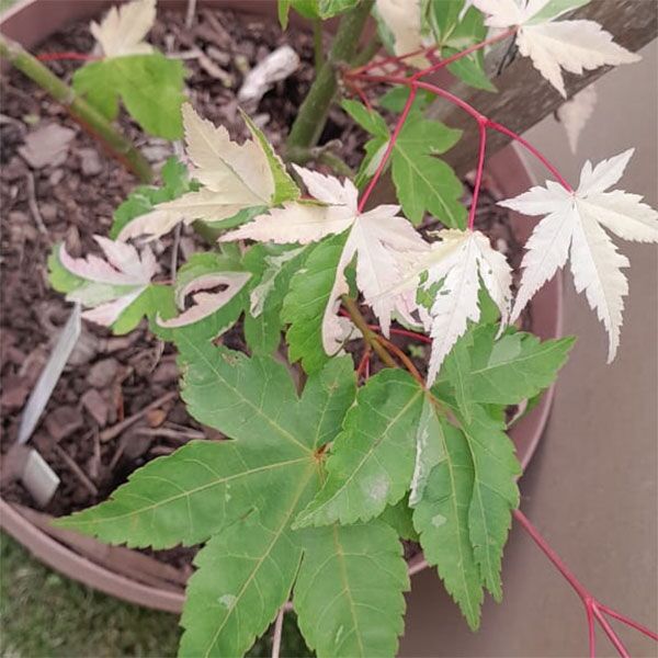 Japanese Acer Orido for sale in South Africa Keurbos