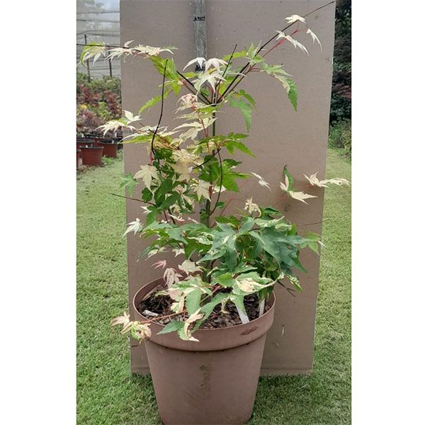 Japanese Acer Orido for sale in South Africa Keurbos