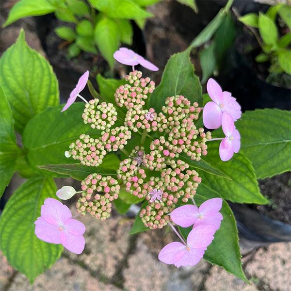 hydrangea serrata tiara for sale online South Africa