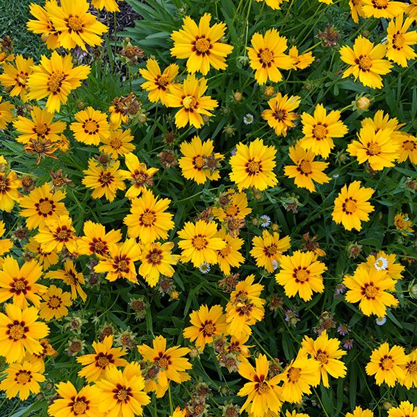 Coreopsis tickseed couriered nationwide South Africa