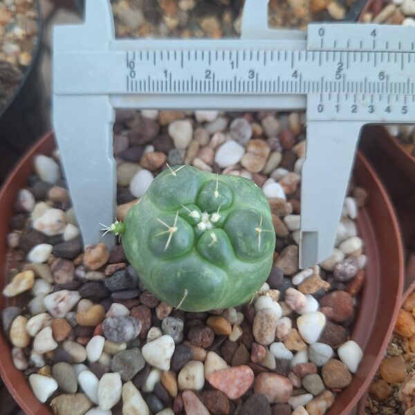 Coryphantha Elephantidens Inermis - Image 3