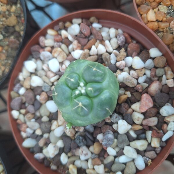 coryphantha elephantidens inermis, Seed grown