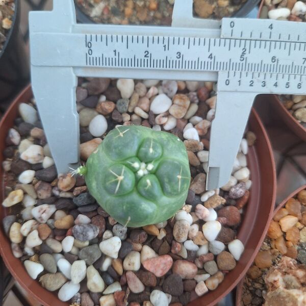 Coryphantha Elephantidens Inermis - Image 2