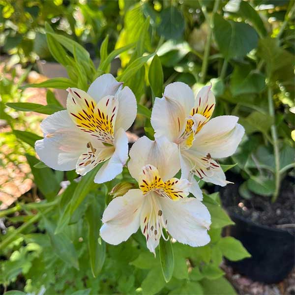 white alstroemeria plant for sale in South Africa, couriered nationwide