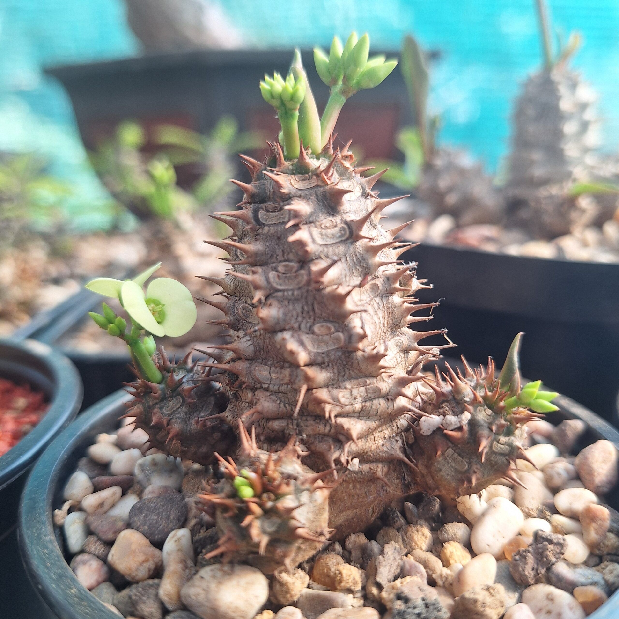 Euphorbia Parvimadusae Hybrid