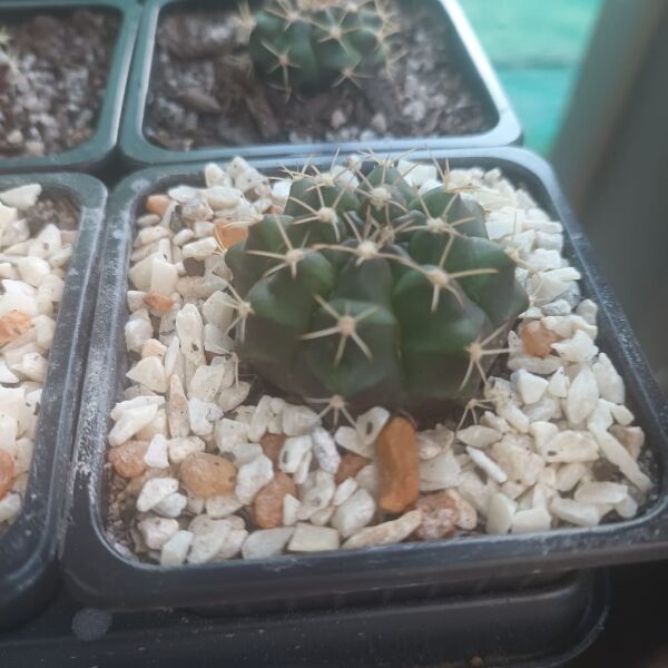 Gymnocalycium Mihanovichii Hybrids