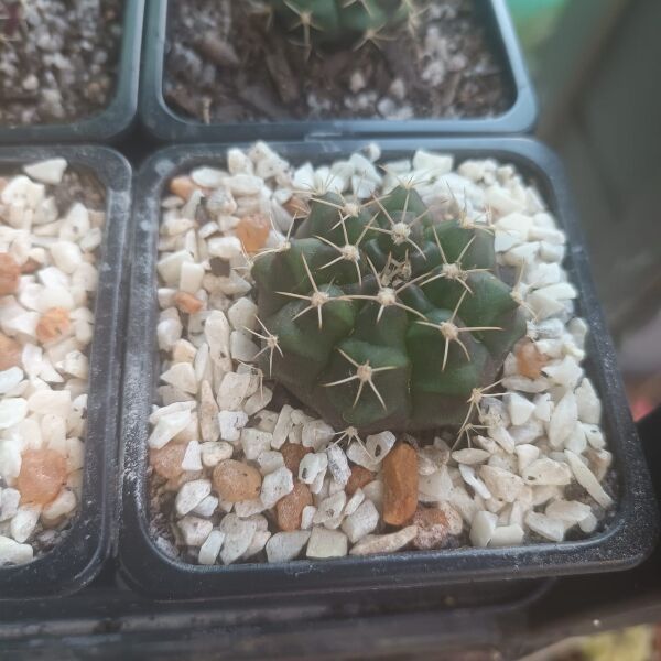 Gymnocalycium mihanovichii Hybrids - Image 2