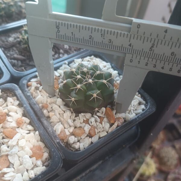 Gymnocalycium mihanovichii Hybrids - Image 3