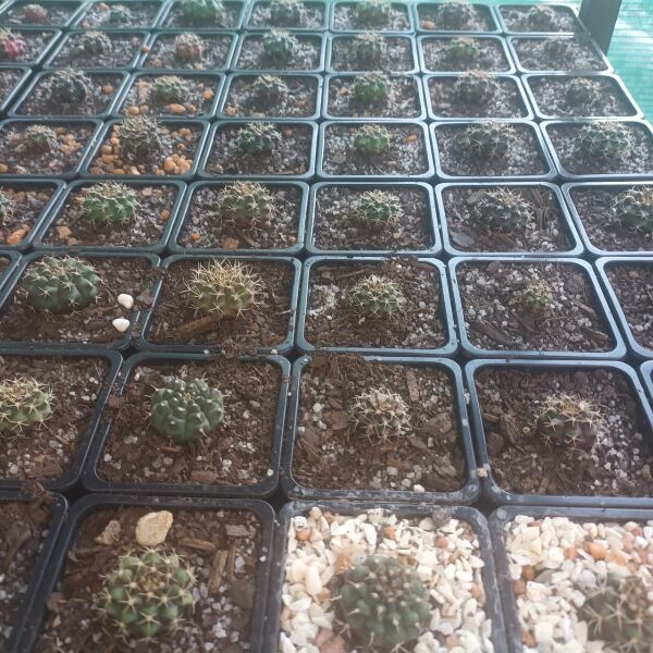 Gymnocalycium mihanovichii Hybrids - Image 4