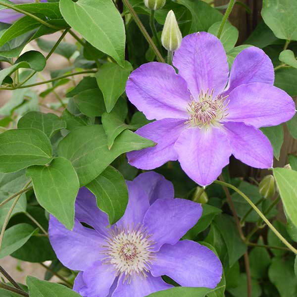 Clematis Bob Lambert. For sale in South Africa, couriered nationwide